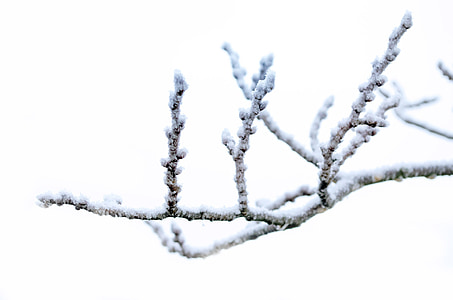 ice covered tree branch thumbnail