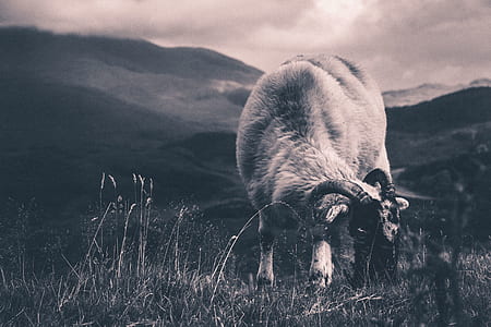 grayscale photo of ram near mountain thumbnail