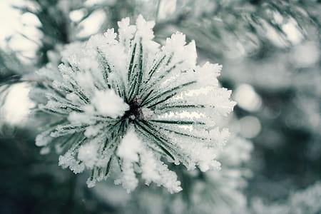photo of snow covered pine tree thumbnail