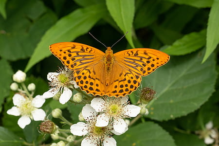 close-up photo of gulf fritillary butterfly on white petaled flower during daytime thumbnail