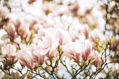 pink and white flowers thumbnail