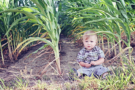baby boy sitting on corn field thumbnail