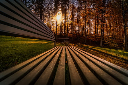 photo of bench near trees thumbnail
