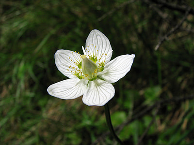 Swamp Sweetheart, Student Florets thumbnail