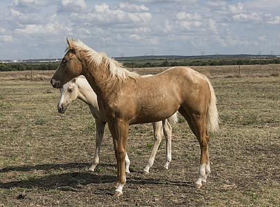 two beige and brown horses standing on grass field thumbnail