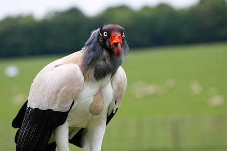 White Black and Orange Bird Selective Focus Photography thumbnail