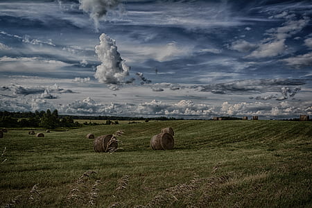 roll bales on green grassfield thumbnail
