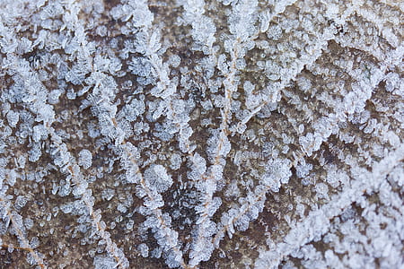 macro photography of leaf thumbnail