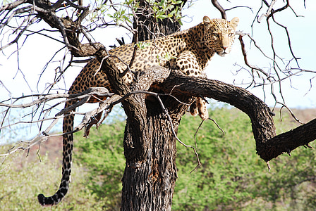 leopard on the tree thumbnail