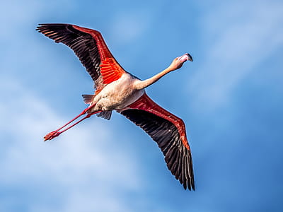 bird flying in sky thumbnail
