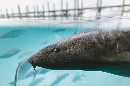 close up photography of black fish thumbnail