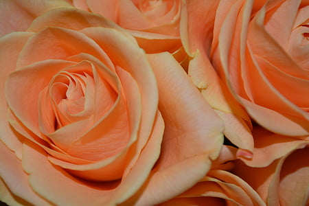 pink roses thumbnail