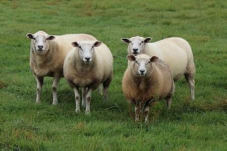 four sheep on green grass field thumbnail