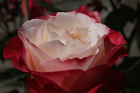red and white rose thumbnail