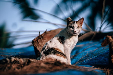 Calico Cat in Close Up Photography thumbnail