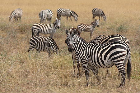 zebra lot during daytime thumbnail