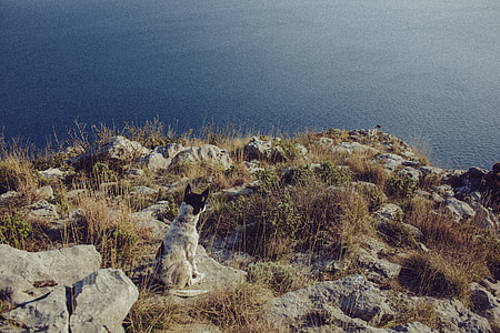 Australian Cattle dog sitting on rock hill near seashore thumbnail