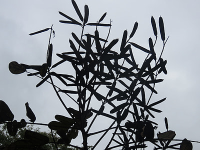 grayscale photo of tree thumbnail