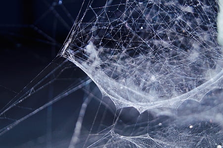 white spider web in close-up photography thumbnail