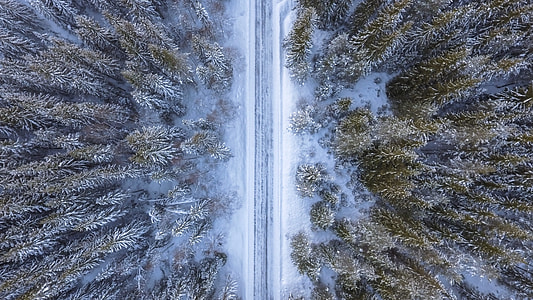 top view of pine trees thumbnail