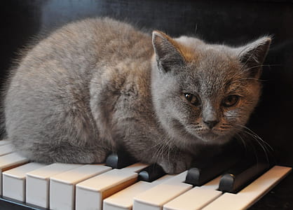 black cat on top of piano keys thumbnail