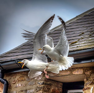 two white birds flying beside brown house during daytime thumbnail