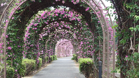 architectural photography of garden thumbnail