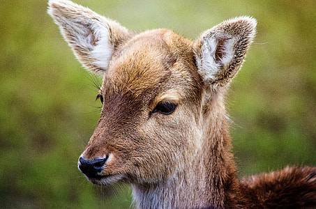 shallow focus photography of brown deer kid thumbnail