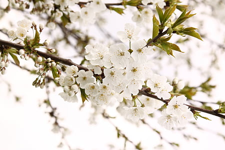 macro photography of white cherry blossom flower thumbnail