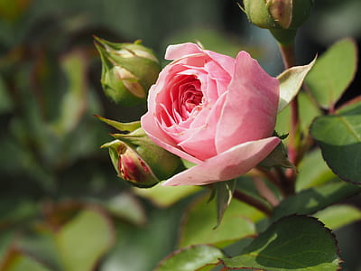 pink rose stalk surrounded by leaves thumbnail