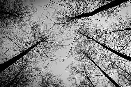 low-angle view photo of bare trees thumbnail