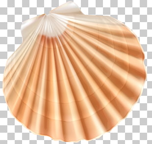 Seashell Clam , Sea Shell , illustration of beige and white seashell PNG clipart