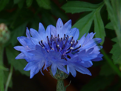 blue cornflower thumbnail