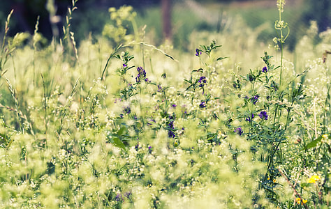 selective focus photo of petaled flowers thumbnail
