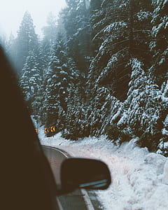 green trees filled with snow thumbnail