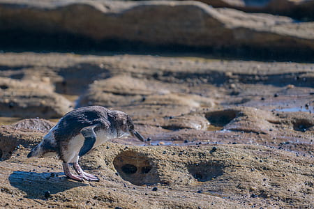 selective focus photography of bird standing on soil thumbnail