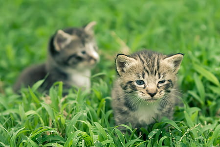 two black and grey tabby kittens on green grass field thumbnail
