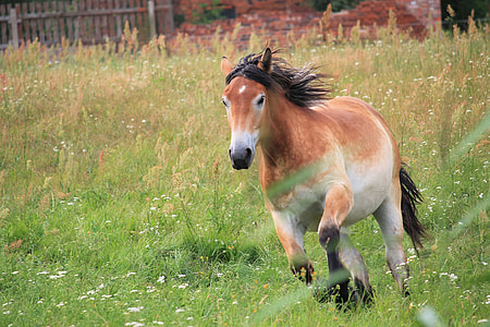 brown horse running outdoors thumbnail