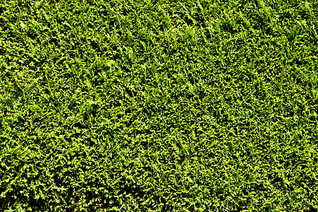 green grass thumbnail