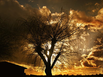 silhouette photo of bare tree thumbnail
