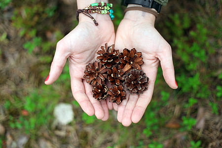 person holding brown flowers thumbnail