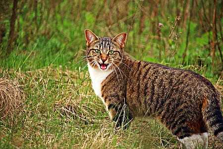 animal, pet, eyes, grass thumbnail