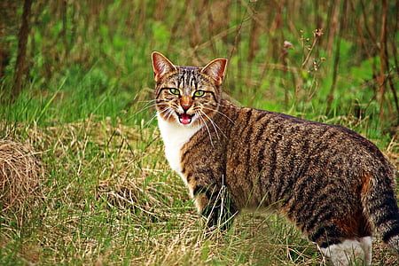 closeup photo of wild cat on green grass thumbnail