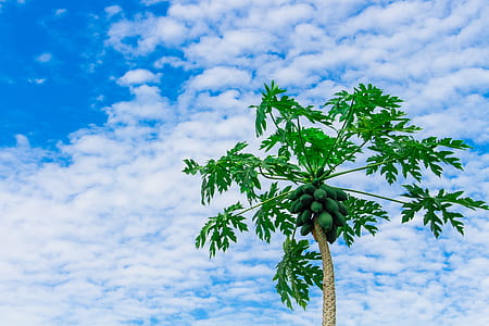 low-angle photography of papaya plant under blue calm sky thumbnail
