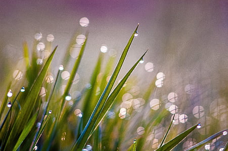 green grass photography thumbnail