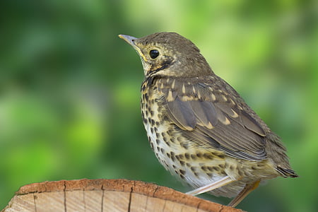 gray bird on selective focus photo thumbnail