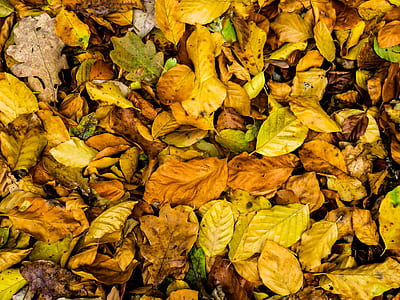 flat lay photography of dried leaves thumbnail