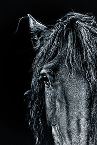 close up photo of black horse head thumbnail
