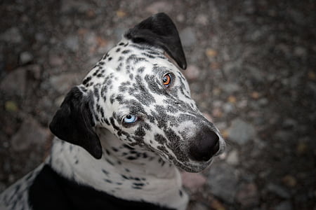 selective focus photography of Dalmatioan thumbnail