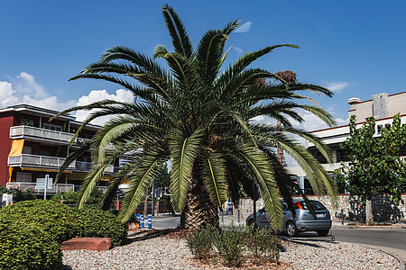 Palm trees in Spain thumbnail